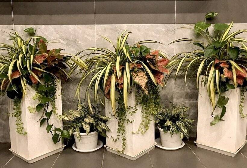 تختخواب و صبحانه Louis Hotel   Bui Vien Walking Street