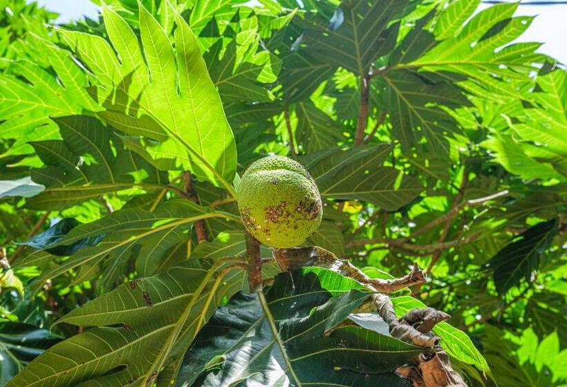 بنسيون The Jungle View