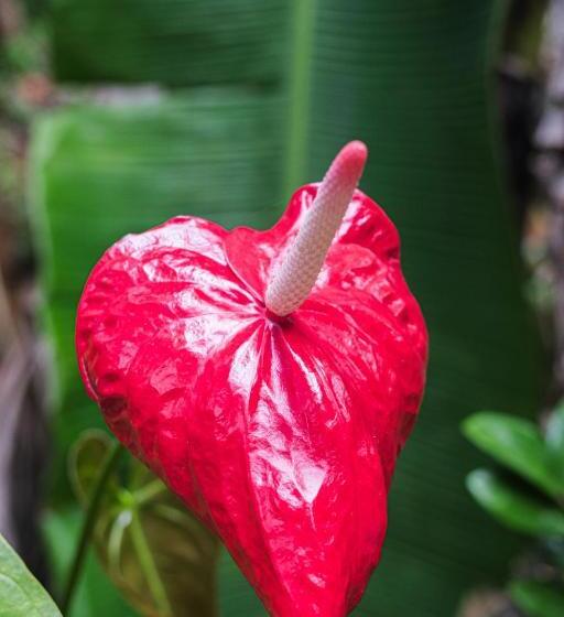 بنسيون The Jungle View