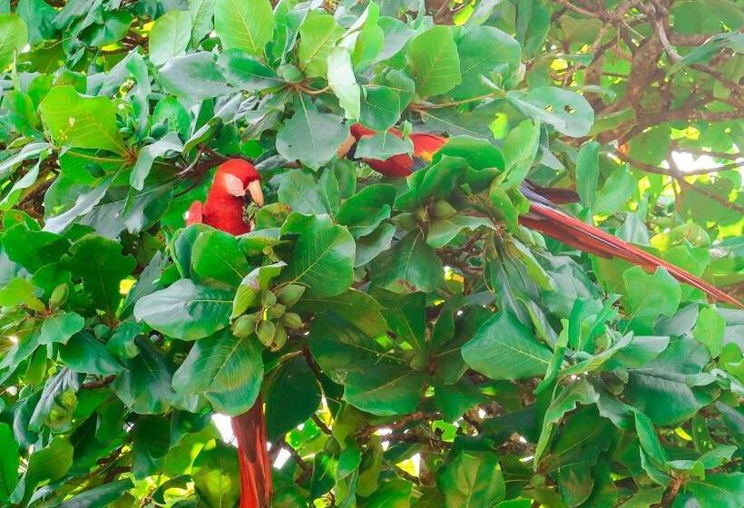 هتل Hoja De Oro Corcovado