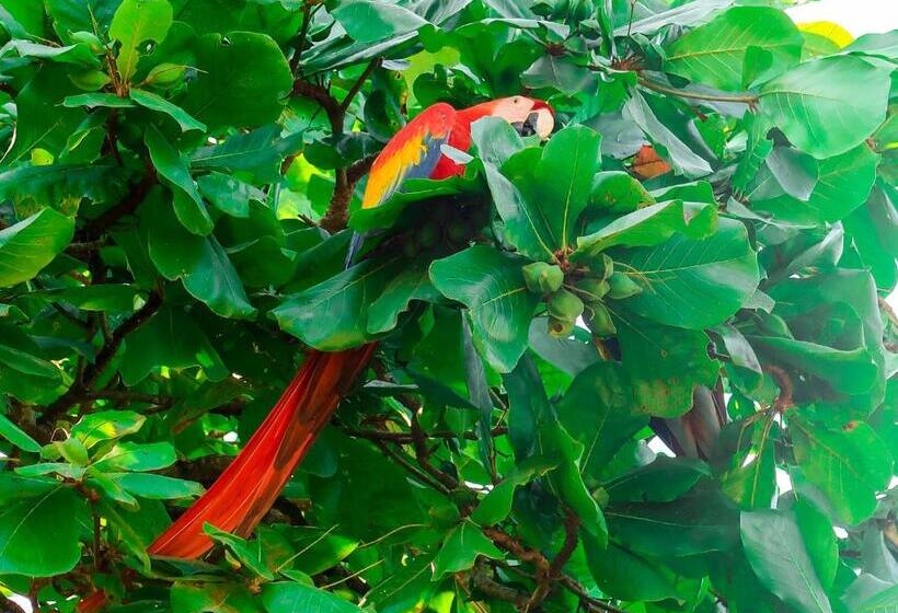 هتل Hoja De Oro Corcovado