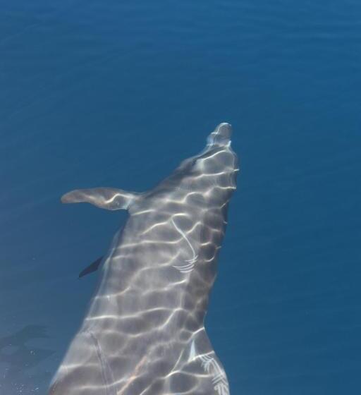 هتل Hoja De Oro Corcovado