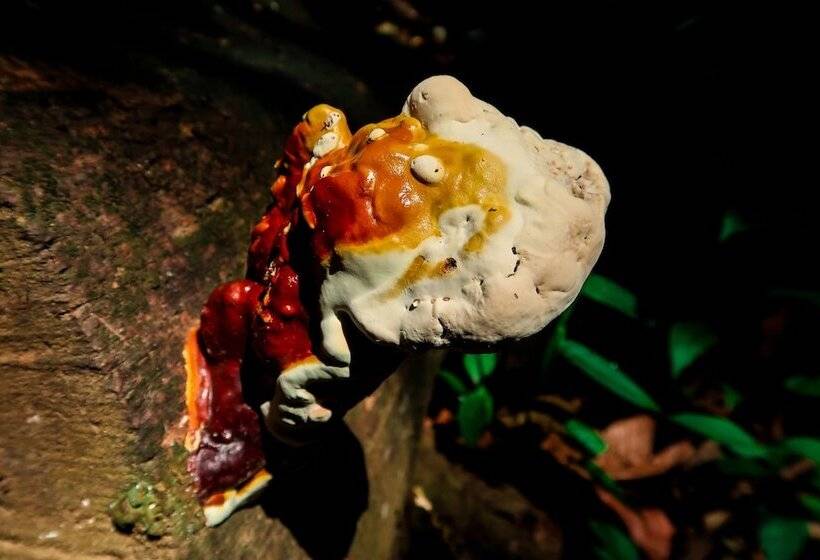 هتل Hoja De Oro Corcovado