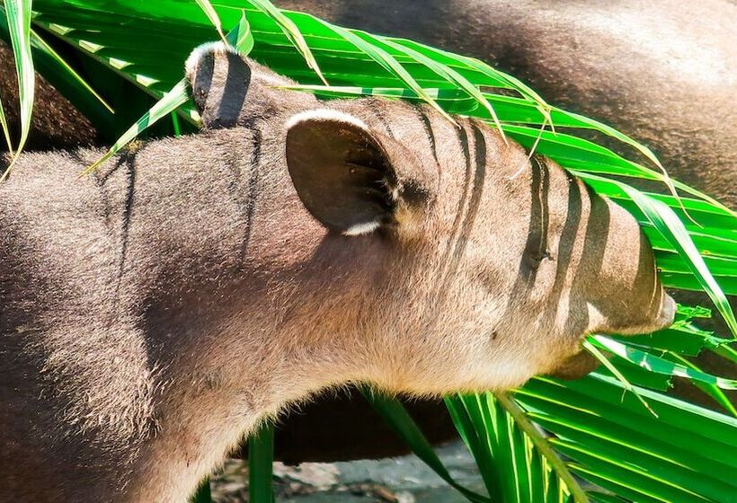هتل Hoja De Oro Corcovado
