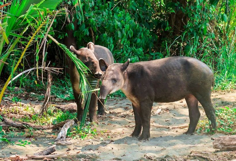هتل Hoja De Oro Corcovado