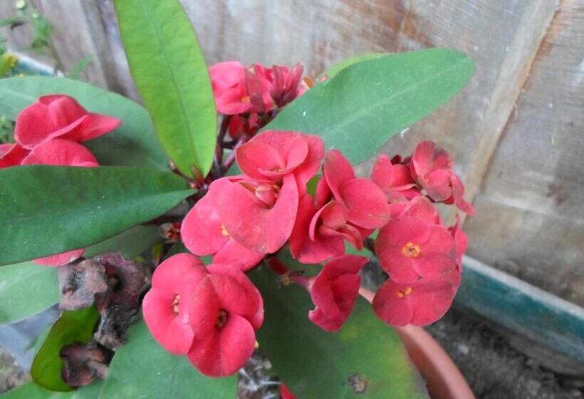 בית מלון כפרי Las Cataratas Lodge