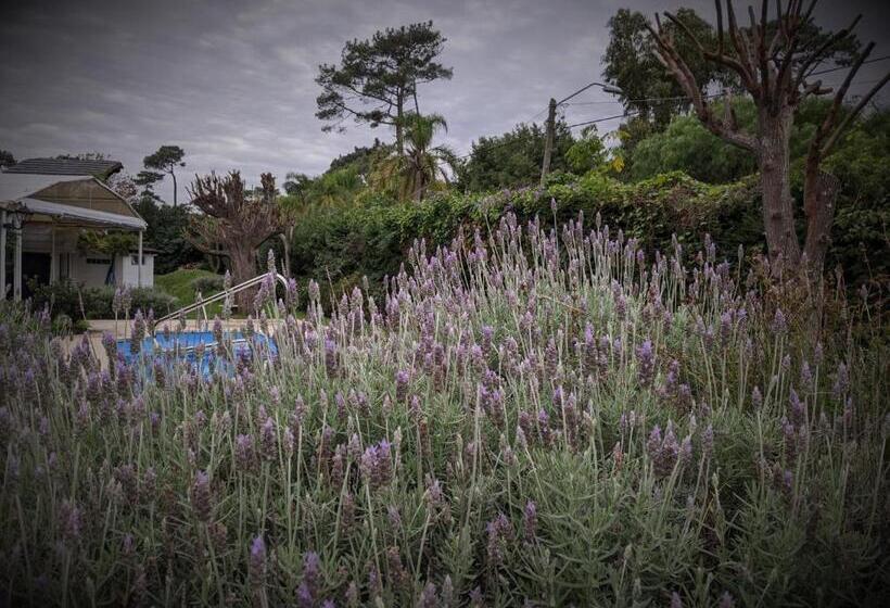 تختخواب و صبحانه Ars Amici