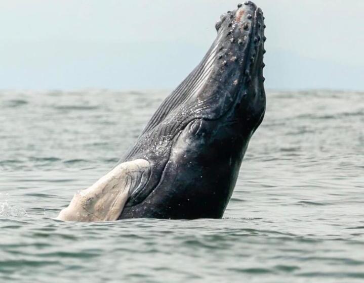 Apartahotel Playa Luna