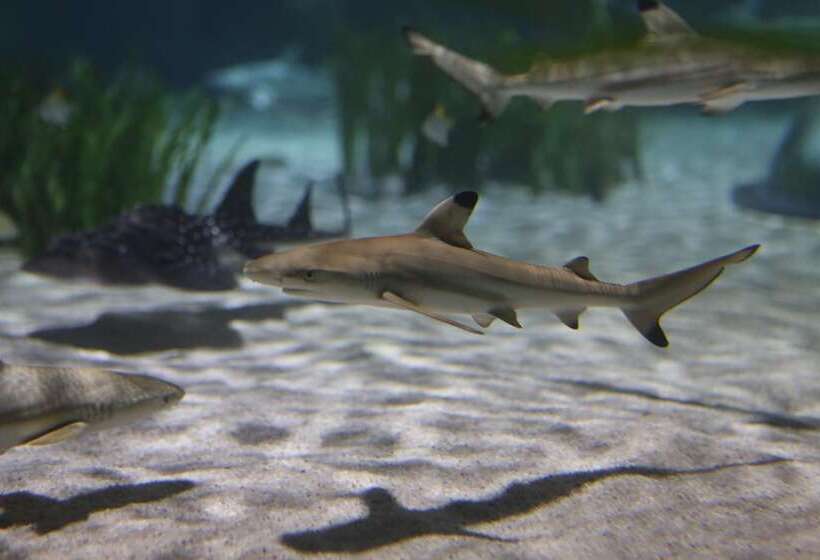 Отель Holiday Inn Express Oberhausen, An Ihg