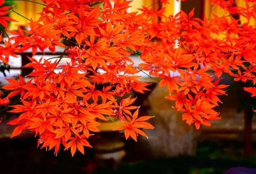 酒店 Palace International Hot Spring