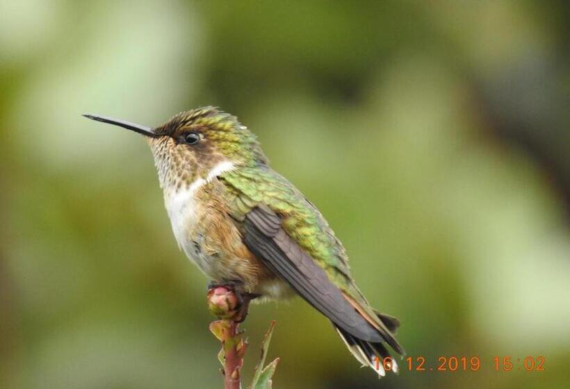 צימר Miriam S Quetzals Lodge