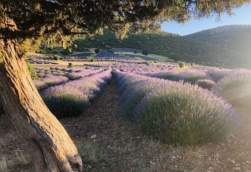 בית מלון כפרי Aliya Konak   Köy Evi Ve Lezzetleri