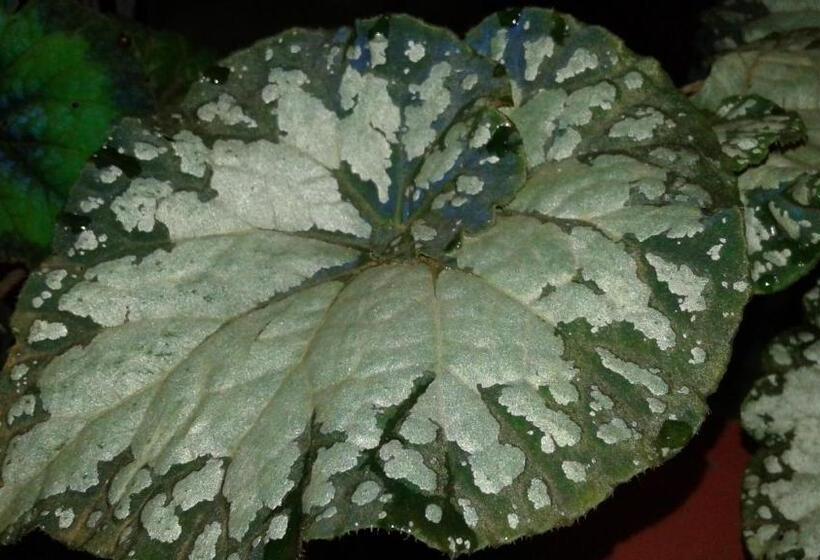 Bed and Breakfast Flower Inn