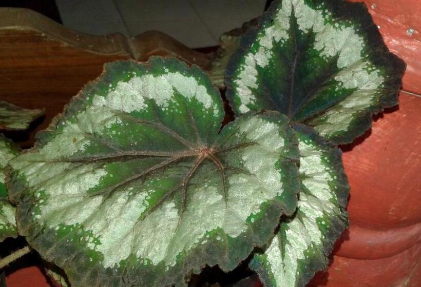 Bed and Breakfast Flower Inn