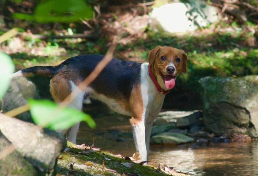 פנסיון Seiryukyou