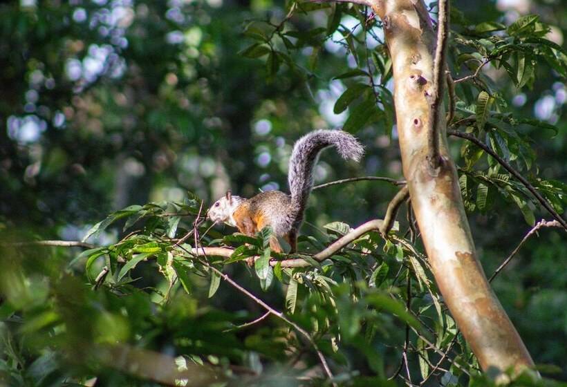 فندق Pibi Boreal