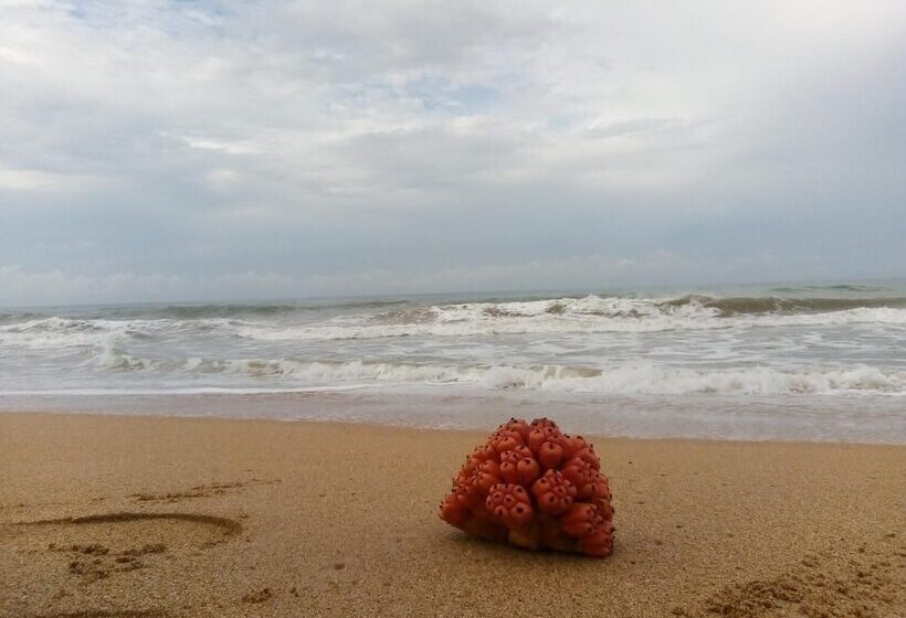 Отель Tasheema Beach Resort