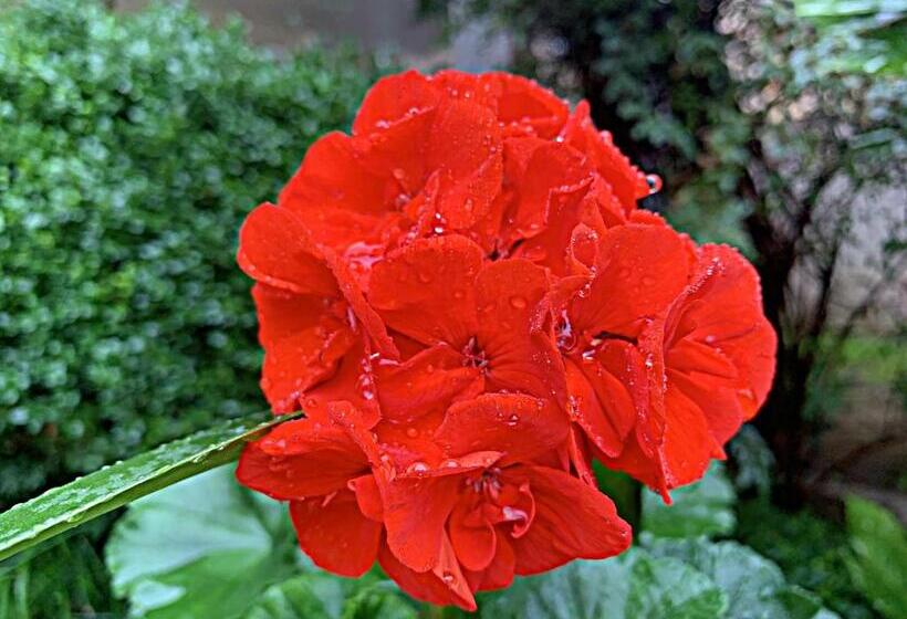 مبيت وإفطار Old City