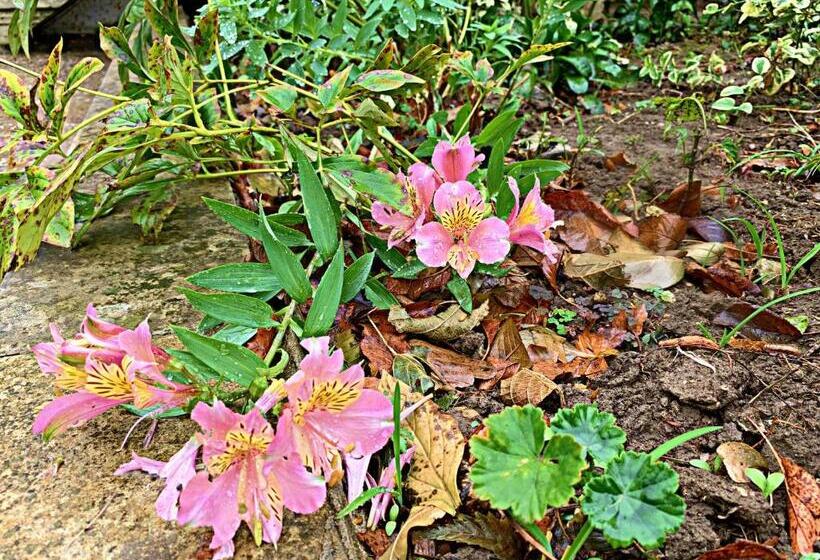 مبيت وإفطار Old City