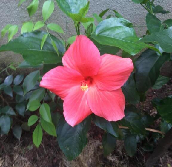 تختخواب و صبحانه Agasthi Airport Close