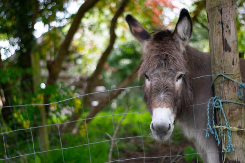 Pontyclerc Farm House Bed And Breakfast