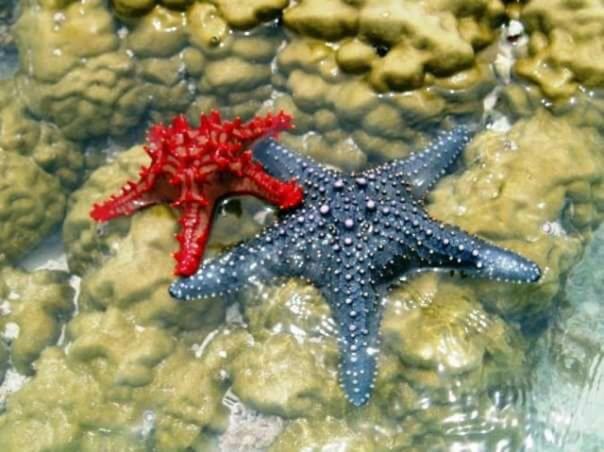 酒店 Lucrezia's Garden Zanzibar