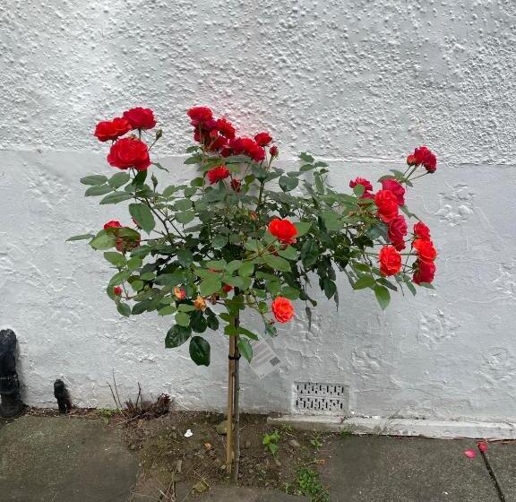 בית מלון כפרי Navaar House