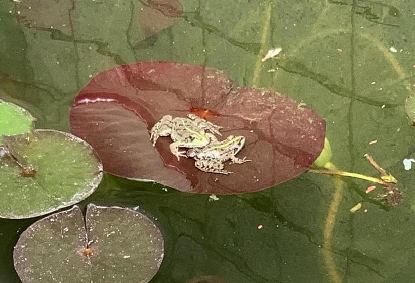 بنسيون Le Papillon De Soie