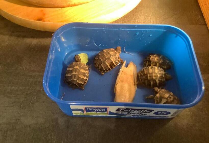 بنسيون Le Papillon De Soie