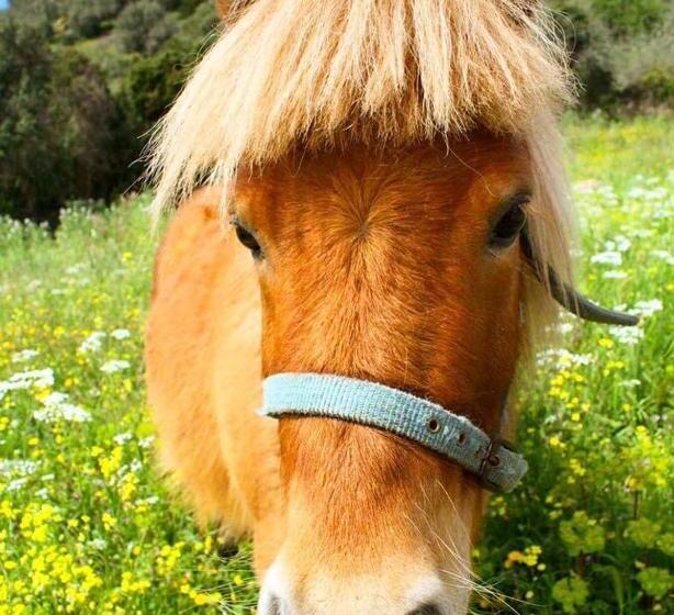 민박 Agriturismo Muru Idda