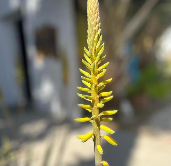 צימר Dici Co Living Housing Cabo San Lucas