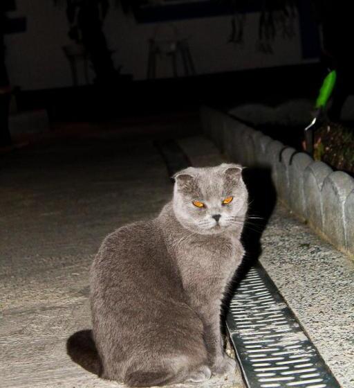 Отель Complex Turistic Casa Anastasia