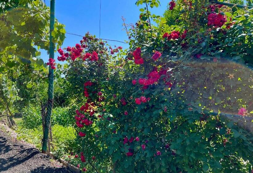 פנסיון Igor Bed And Breakfast