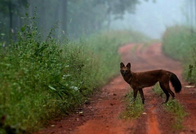 בית מלון כפרי Red Earth Tadoba