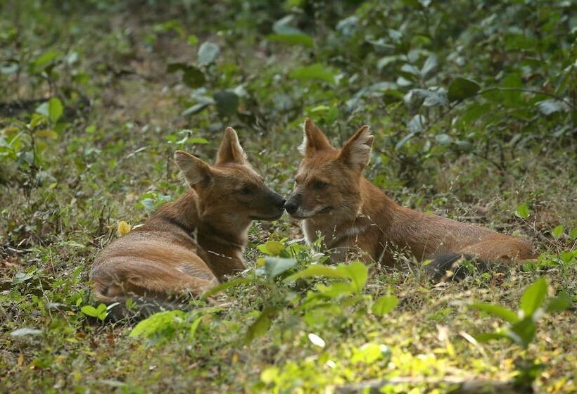 בית מלון כפרי Red Earth Tadoba