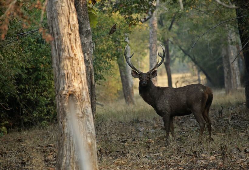 בית מלון כפרי Red Earth Tadoba