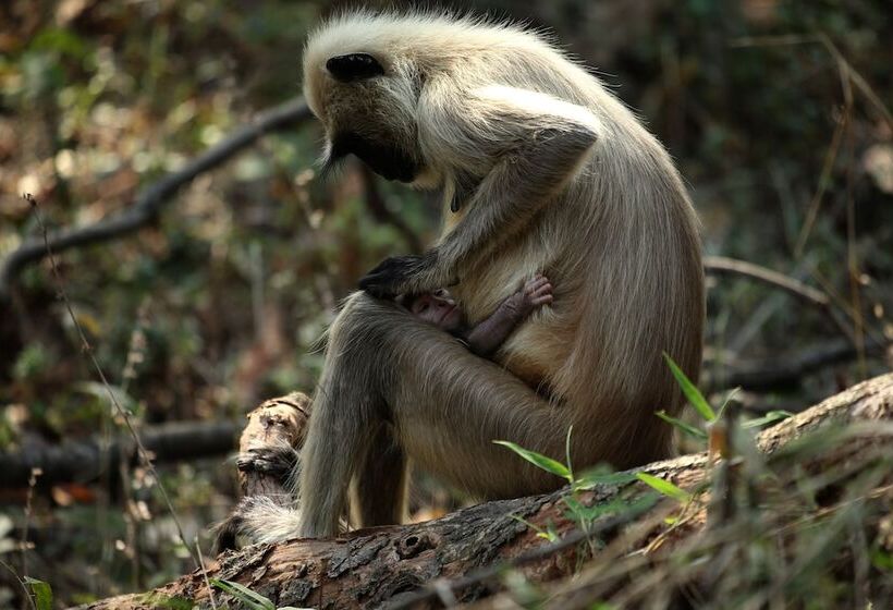 בית מלון כפרי Red Earth Tadoba