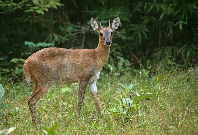 Отель Red Earth Tadoba