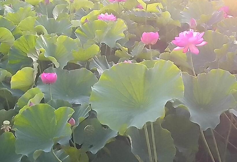 ベッドアンドブレックファースト Ems Enoshima クラシックゲストハウス ペットok