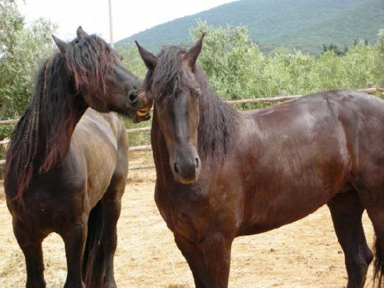 住宿加早餐  Agriturismo Antica Pinciana