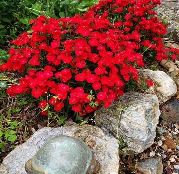 Harmony Hill Bed And Breakfast