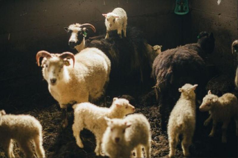 هتل Skalakot Manor