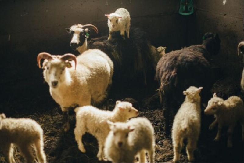 هتل Skalakot Manor