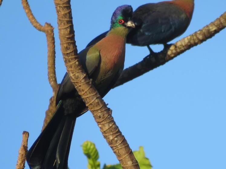 פנסיון Butterscotch B&b