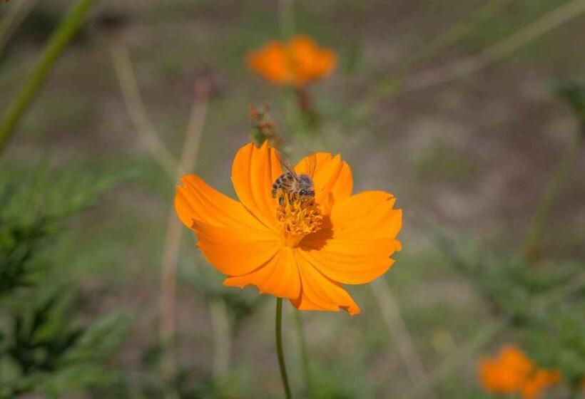 Общежитие Hostería Municipal De Angastaco