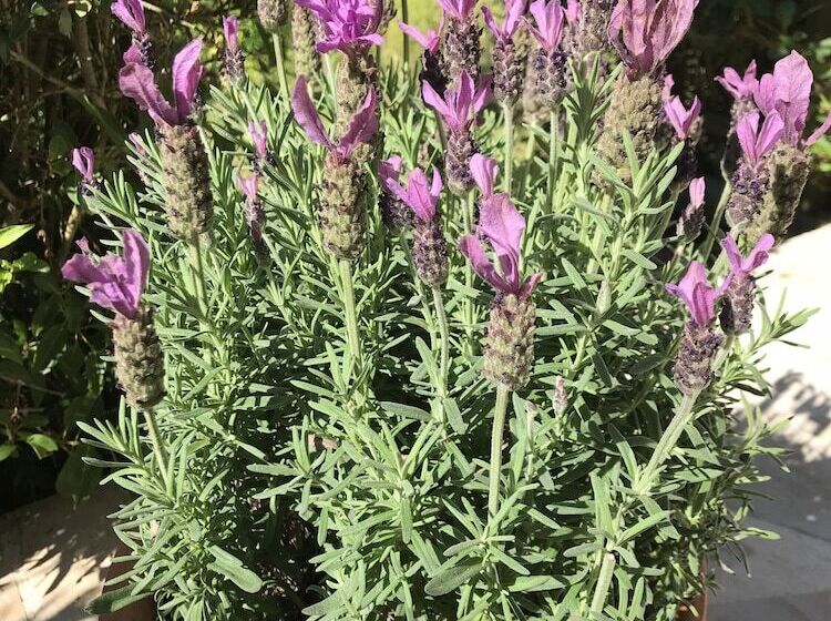 Bed and Breakfast Le Numero 100