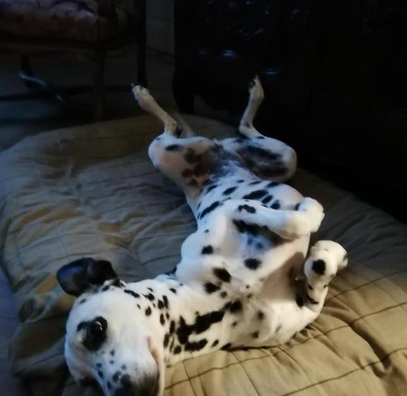 膳宿费 Clochi Clocha