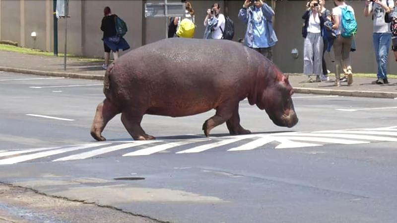 펜션 St Lucia Livingston Lodge