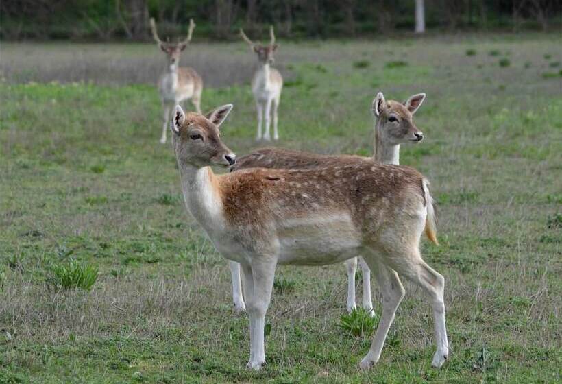 Bed and Breakfast Domaine Shambala   Maison D Hôte En Provence   Piscine Chauffée