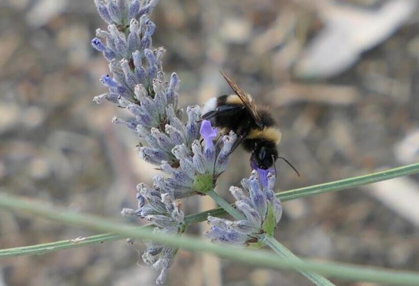 בית מלון כפרי Agriturismo Uliveto Gretacci